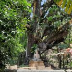 Lord Buddha - Yoga Retreat India